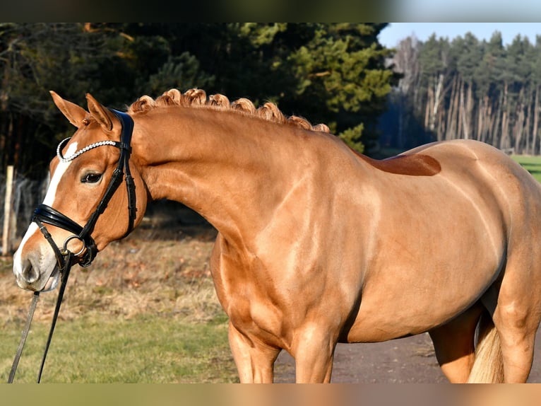 Duitse rijpony Merrie 4 Jaar 151 cm Vos in Kamern