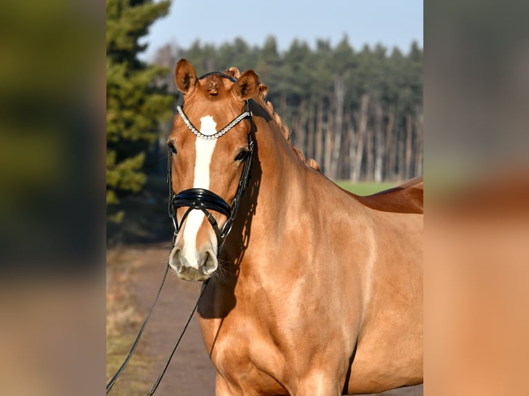 Duitse rijpony Merrie 4 Jaar 151 cm Vos in Kamern