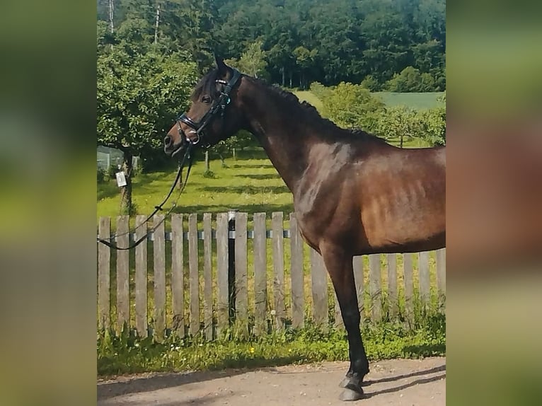 Duitse rijpony Mix Merrie 4 Jaar 151 cm Zwartbruin in Kirchworbis
