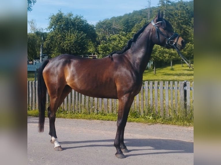 Duitse rijpony Mix Merrie 4 Jaar 151 cm Zwartbruin in Kirchworbis