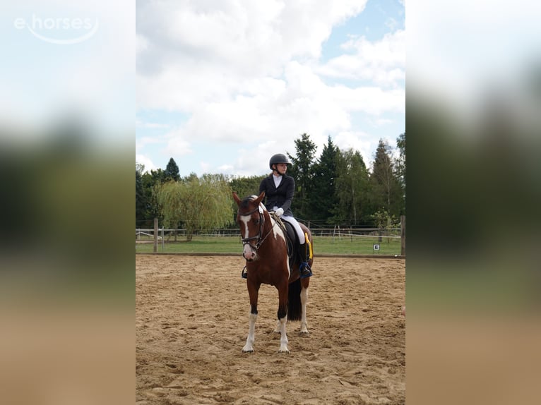 Duitse rijpony Mix Merrie 4 Jaar 152 cm Gevlekt-paard in Kyritz