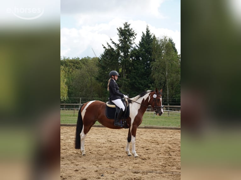 Duitse rijpony Mix Merrie 4 Jaar 152 cm Gevlekt-paard in Kyritz