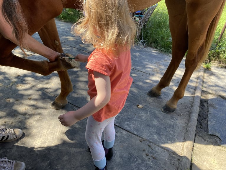 Duitse rijpony Merrie 4 Jaar 152 cm Rabicano in Bonn