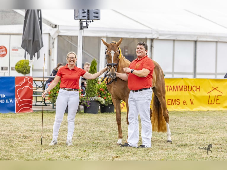 Duitse rijpony Merrie 4 Jaar 152 cm Vos in Esens
