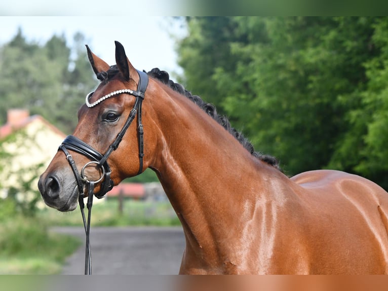 Duitse rijpony Merrie 4 Jaar 153 cm Brown Falb schimmel in Kamern