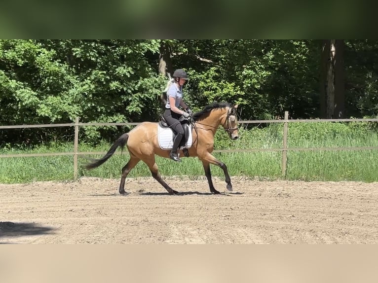 Duitse rijpony Merrie 4 Jaar 153 cm Buckskin in Scheeßel