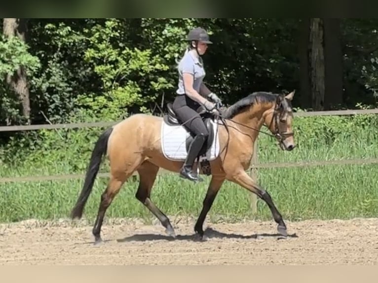 Duitse rijpony Merrie 4 Jaar 153 cm Buckskin in Scheeßel