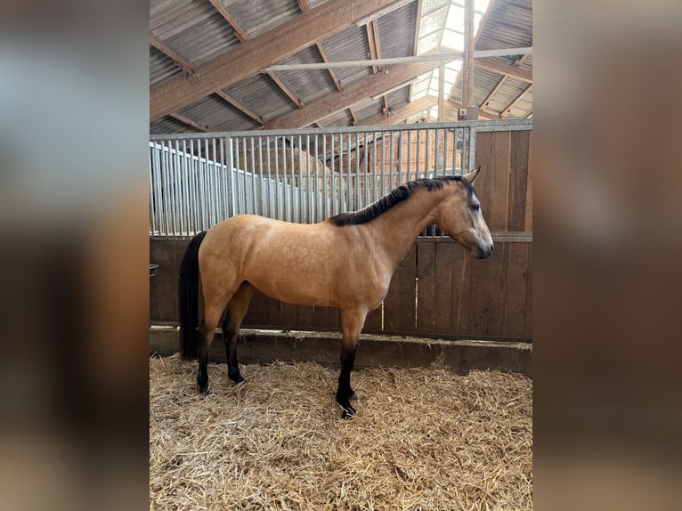 Duitse rijpony Merrie 4 Jaar 153 cm Buckskin in Scheeßel
