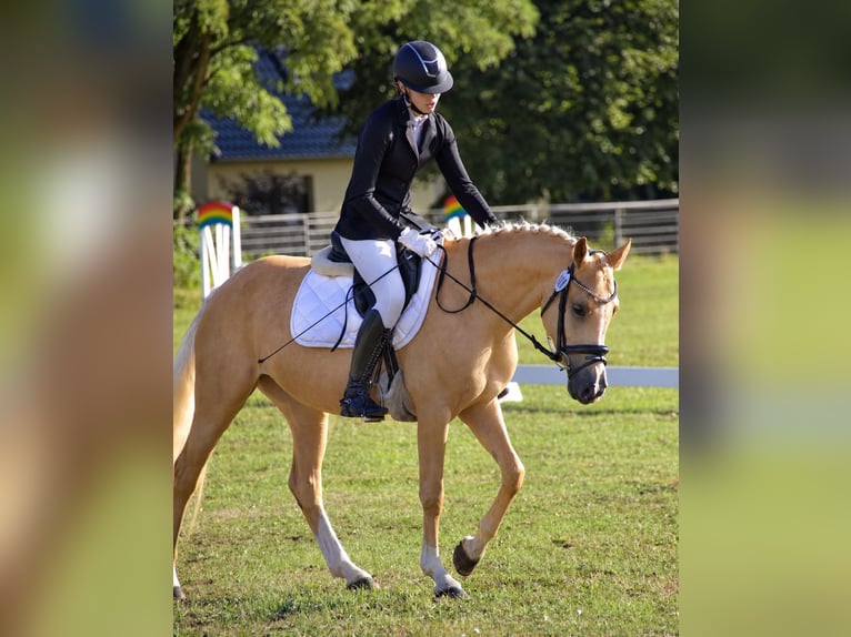 Duitse rijpony Merrie 4 Jaar 153 cm Palomino in Treuenbrietzen