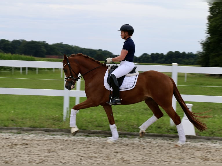 Duitse rijpony Merrie 4 Jaar 153 cm Vos in Recke, bei Osnabrück