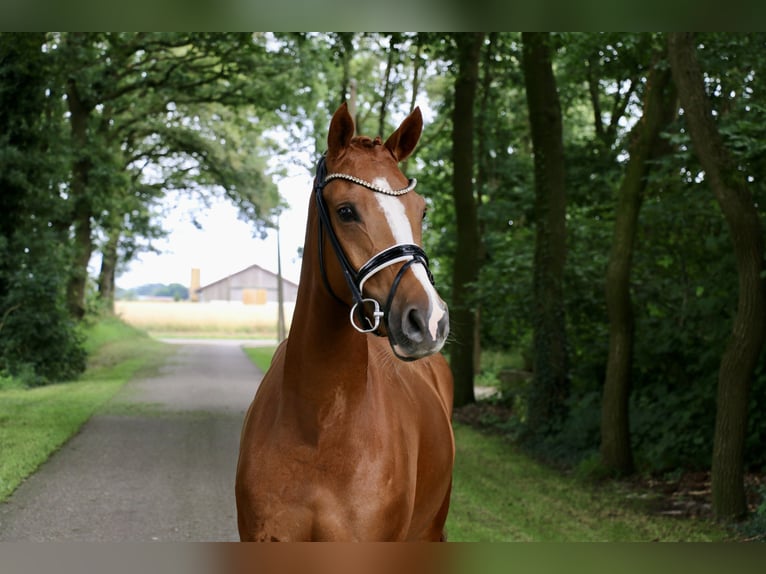 Duitse rijpony Merrie 4 Jaar 153 cm Vos in Recke, bei Osnabrück