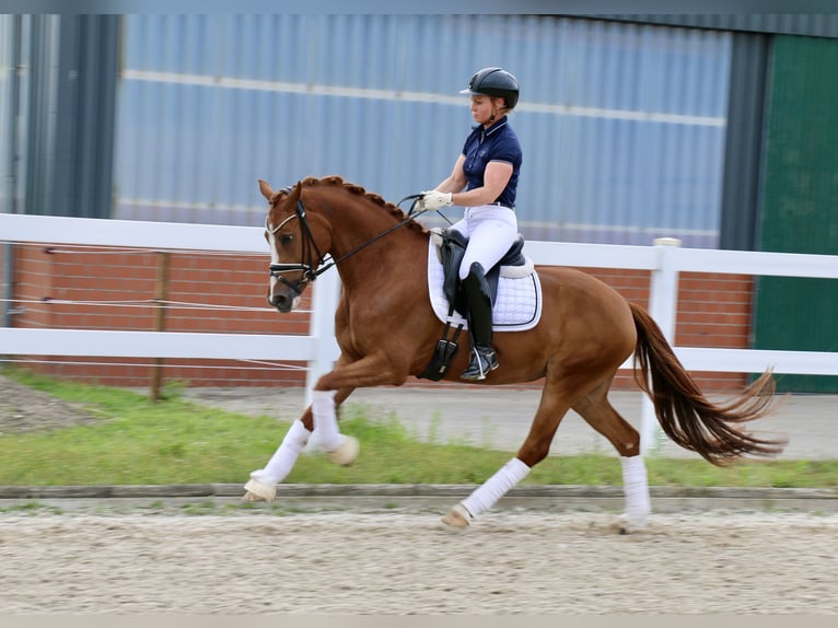 Duitse rijpony Merrie 4 Jaar 153 cm Vos in Recke, bei Osnabrück