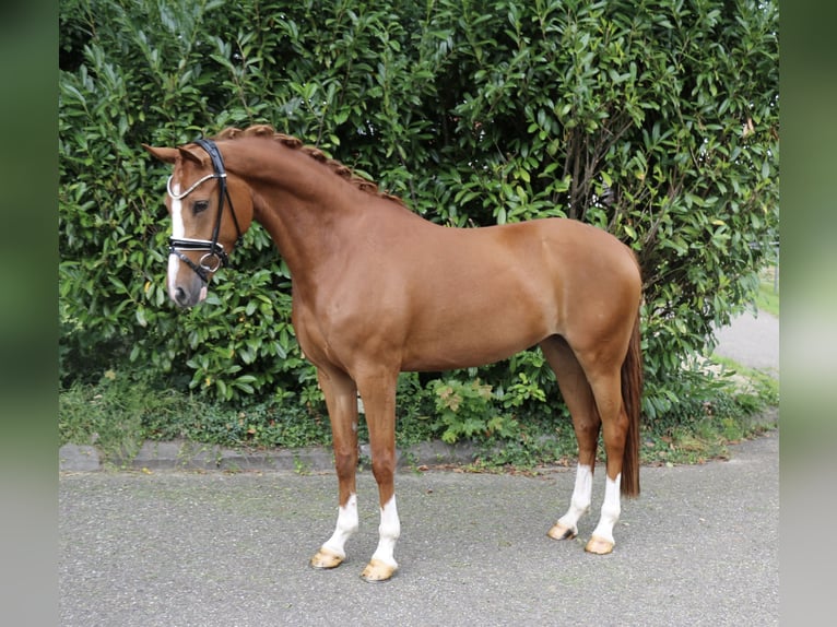 Duitse rijpony Merrie 4 Jaar 153 cm Vos in Recke, bei Osnabrück