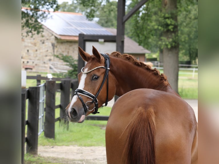 Duitse rijpony Merrie 4 Jaar 153 cm Vos in Recke, bei Osnabrück