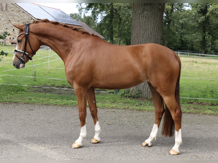 Duitse rijpony Merrie 4 Jaar 153 cm Vos in Recke, bei Osnabrück