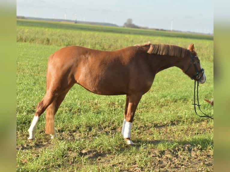 Duitse rijpony Merrie 4 Jaar 153 cm Vos in Geilenkirchen