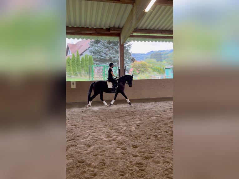 Duitse rijpony Merrie 4 Jaar 153 cm Zwart in Deggenhausertal