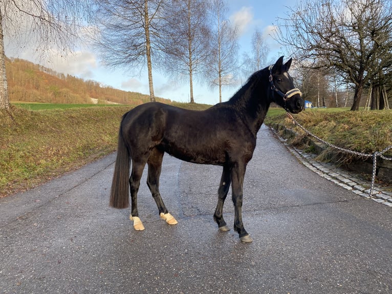 Duitse rijpony Merrie 4 Jaar 153 cm Zwart in Deggenhausertal