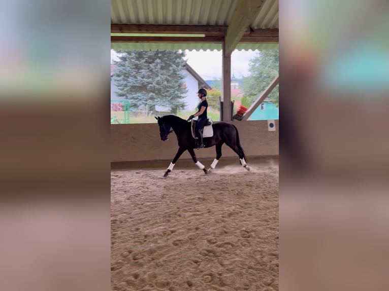 Duitse rijpony Merrie 4 Jaar 153 cm Zwart in Deggenhausertal