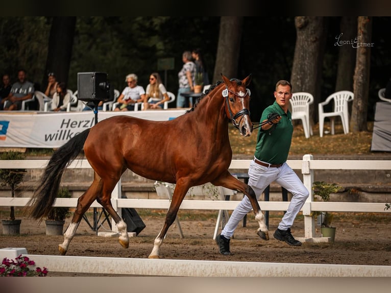 Duitse rijpony Merrie 4 Jaar 155 cm Donkerbruin in M&#xF6;nchengladbach