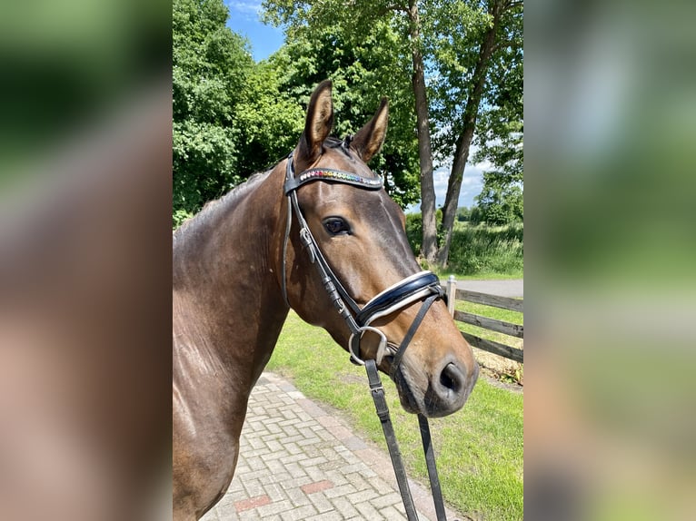 Duitse rijpony Merrie 4 Jaar 155 cm Donkerbruin in Hude (Oldenburg)Hude