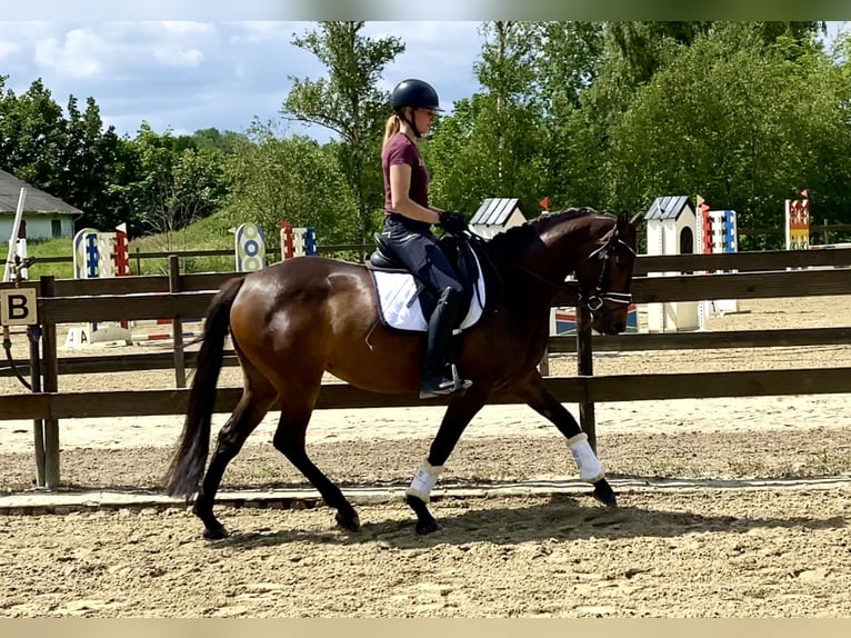 Duitse rijpony Merrie 4 Jaar 155 cm Donkerbruin in Hude (Oldenburg)Hude