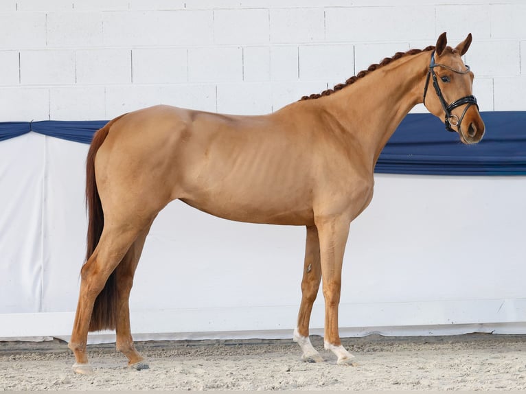 Duitse rijpony Merrie 4 Jaar 155 cm Vos in Marsberg