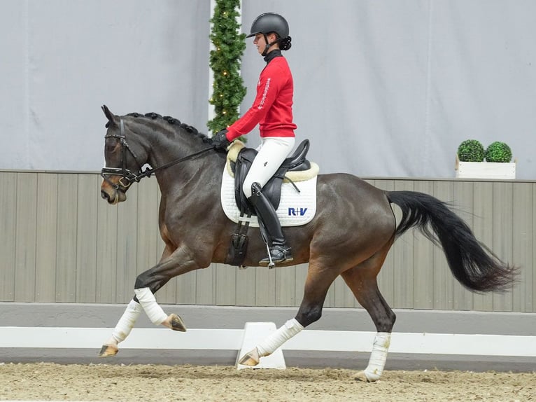 Duitse rijpony Merrie 4 Jaar Bruin in Münster-Handorf