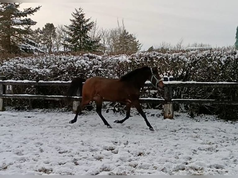 Duitse rijpony Merrie 4 Jaar Bruin in Nettersheim