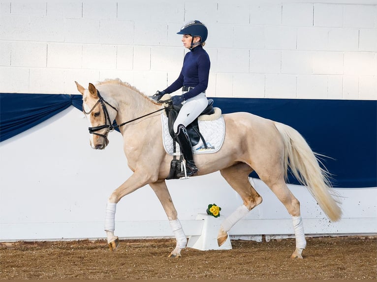 Duitse rijpony Merrie 4 Jaar Palomino in Marsberg