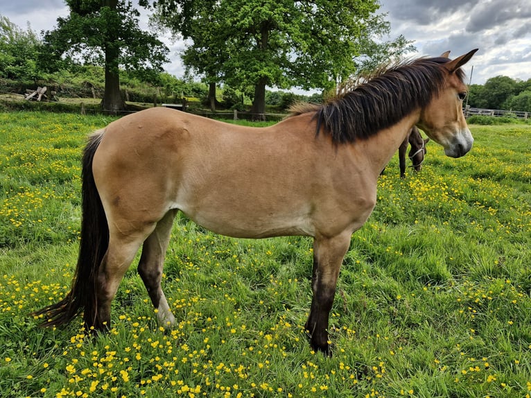 Duitse rijpony Merrie 4 Jaar in Ritterhude