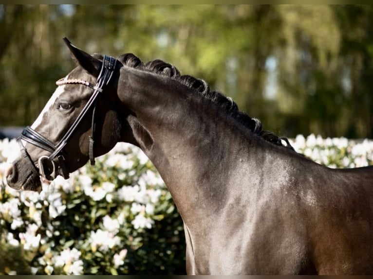 Duitse rijpony Merrie 4 Jaar Zwart in Helferskirchen