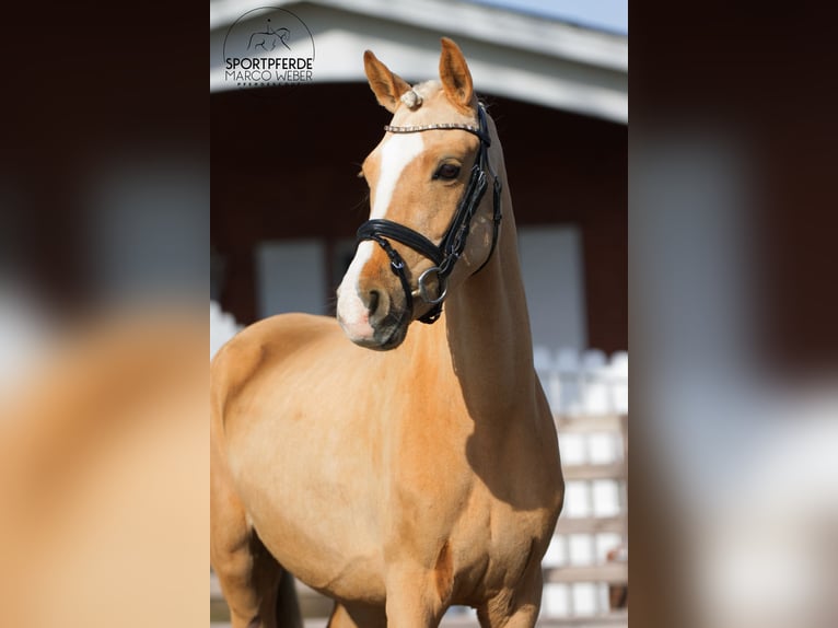 Duitse rijpony Merrie 5 Jaar 131 cm Palomino in Thuine