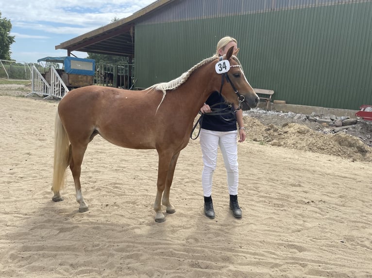 Duitse rijpony Merrie 5 Jaar 135 cm Vos in Lubmin