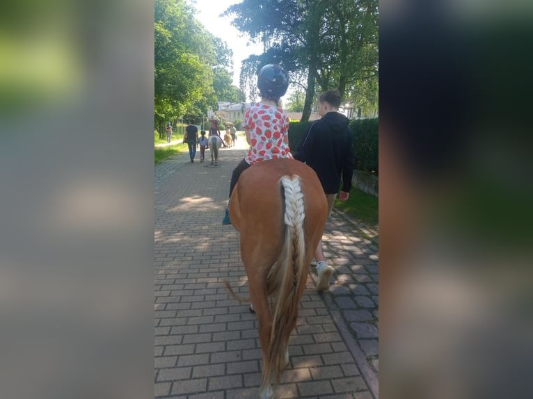 Duitse rijpony Merrie 5 Jaar 135 cm Vos in Lubmin