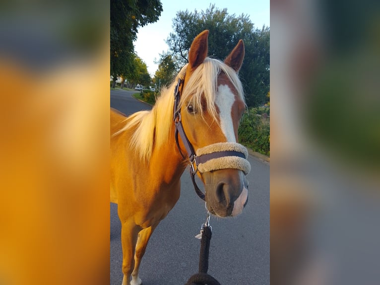 Duitse rijpony Merrie 5 Jaar 135 cm Vos in Lubmin