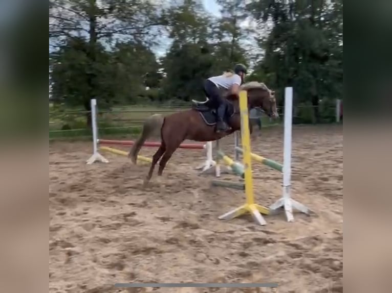 Duitse rijpony Merrie 5 Jaar 138 cm Vos in Kiebitzreihe