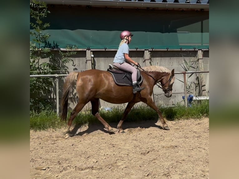Duitse rijpony Merrie 5 Jaar 138 cm Vos in Kiebitzreihe