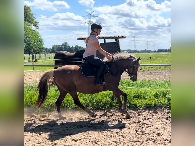 Duitse rijpony Merrie 5 Jaar 138 cm Vos in Kiebitzreihe