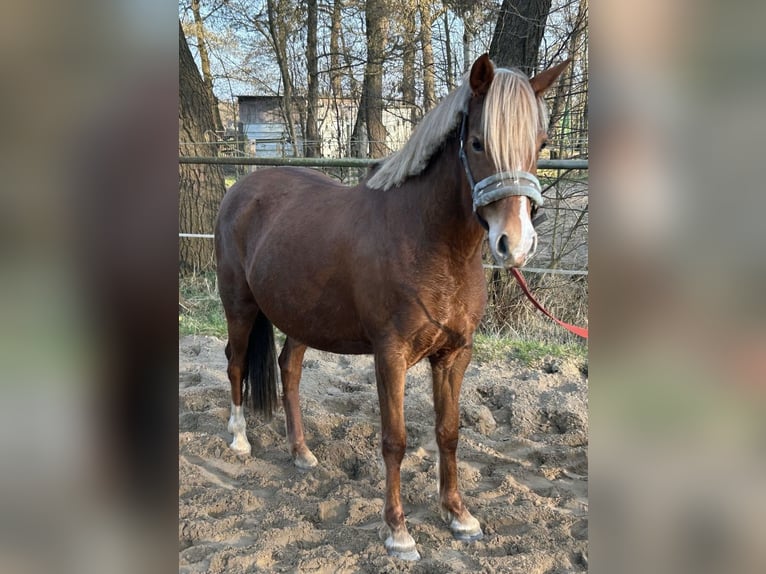 Duitse rijpony Merrie 5 Jaar 138 cm Vos in Kiebitzreihe