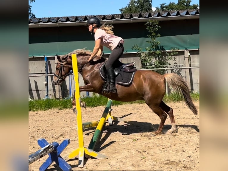 Duitse rijpony Merrie 5 Jaar 138 cm Vos in Kiebitzreihe