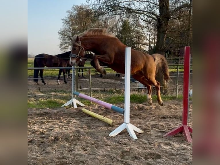 Duitse rijpony Merrie 5 Jaar 138 cm Vos in Kiebitzreihe