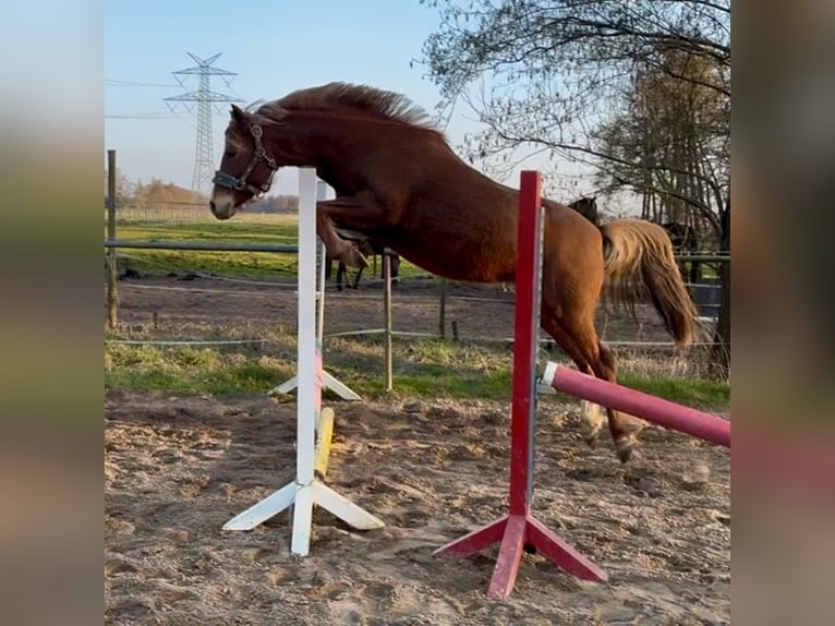 Duitse rijpony Merrie 5 Jaar 138 cm Vos in Kiebitzreihe