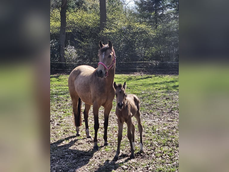 Duitse rijpony Merrie 5 Jaar 140 cm Buckskin in Itterbeck