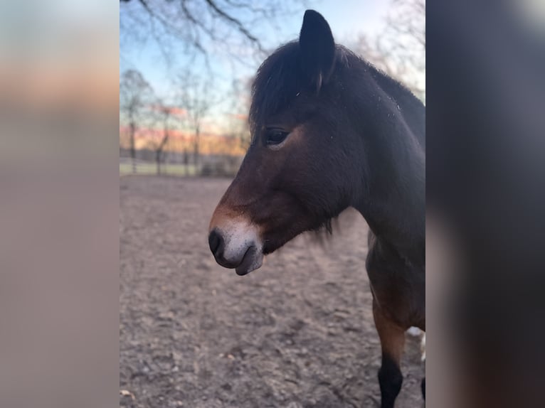 Duitse rijpony Mix Merrie 5 Jaar 140 cm  in LemgoW