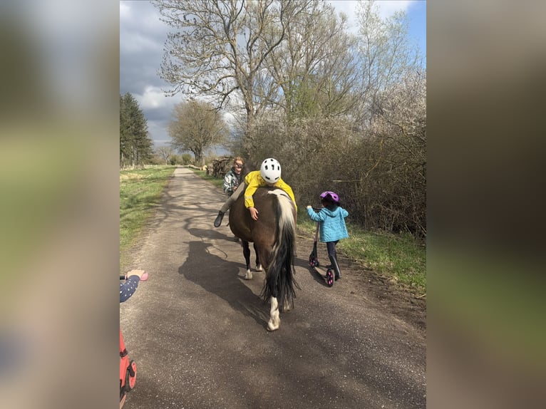 Duitse rijpony Mix Merrie 5 Jaar 140 cm Tobiano-alle-kleuren in Lemgow