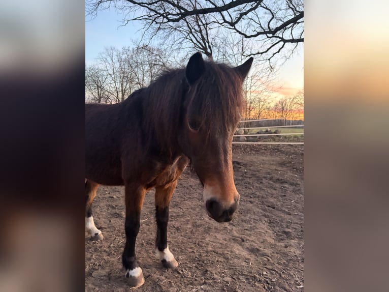 Duitse rijpony Mix Merrie 5 Jaar 140 cm Tobiano-alle-kleuren in Lemgow