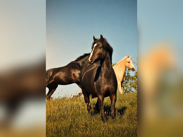 Duitse rijpony Merrie 5 Jaar 140 cm Zwart in Flintbek