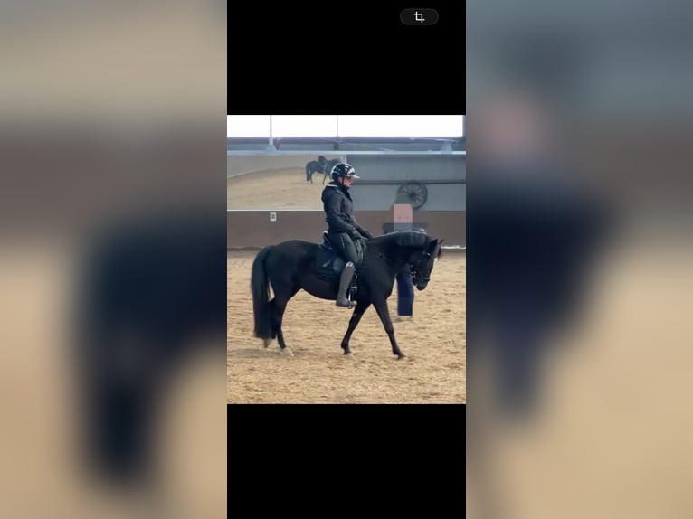 Duitse rijpony Merrie 5 Jaar 140 cm Zwart in Flintbek