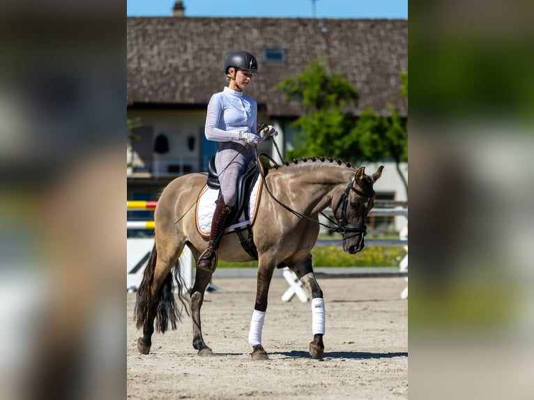 Duitse rijpony Merrie 5 Jaar 141 cm Falbe in Bad Dürrheim